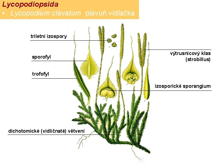 Lycopodiopsida • Lycopodium clavatum plavuň vidlačka triletní izospory sporofyl výtrusnicový klas (strobillus) trofofyl izosporické