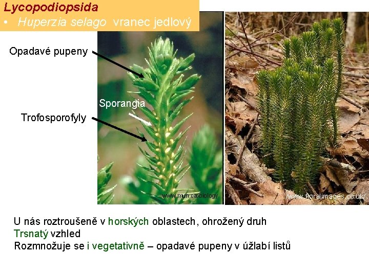 Lycopodiopsida • Huperzia selago vranec jedlový Opadavé pupeny Sporangia Trofosporofyly www. mun. ca/biology /www.