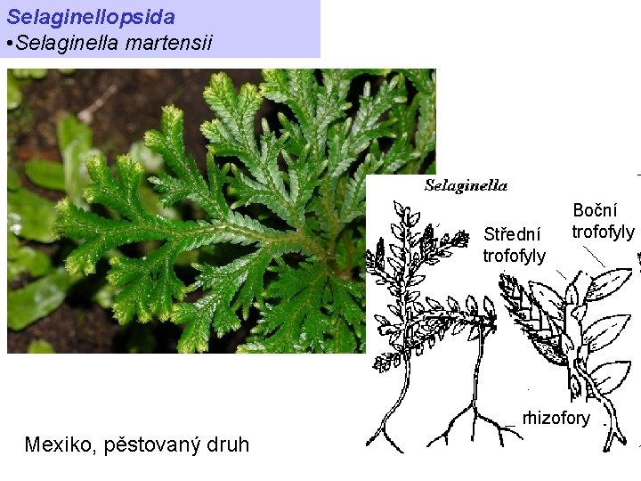 Selaginellopsida • Selaginella martensii Střední trofofyly Boční trofofyly rhizofory Mexiko, pěstovaný druh 