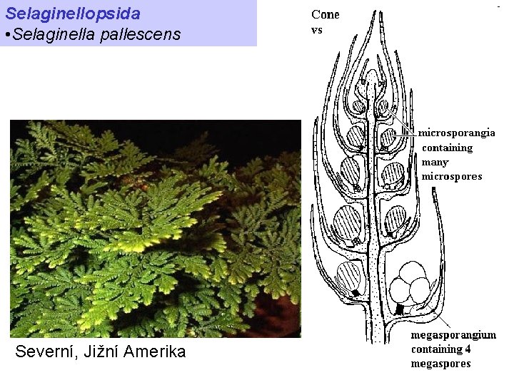 Selaginellopsida • Selaginella pallescens Severní, Jižní Amerika 