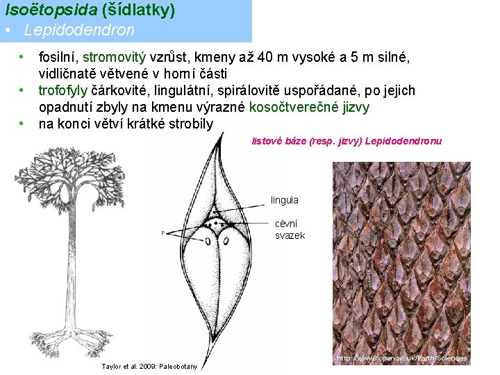 Isoëtopsida (šídlatky) • Lepidodendron • • • fosilní, stromovitý vzrůst, kmeny až 40 m