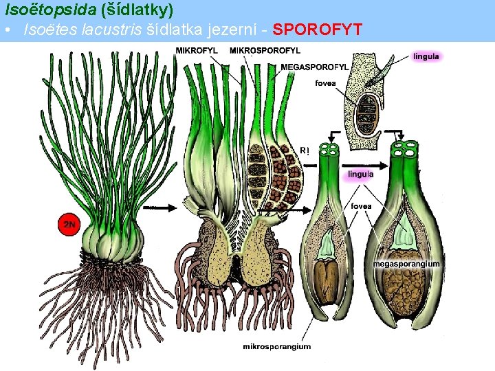 Isoëtopsida (šídlatky) • Isoëtes lacustris šídlatka jezerní - SPOROFYT 