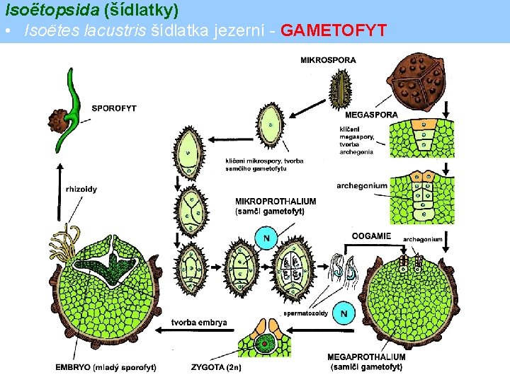 Isoëtopsida (šídlatky) • Isoëtes lacustris šídlatka jezerní - GAMETOFYT 