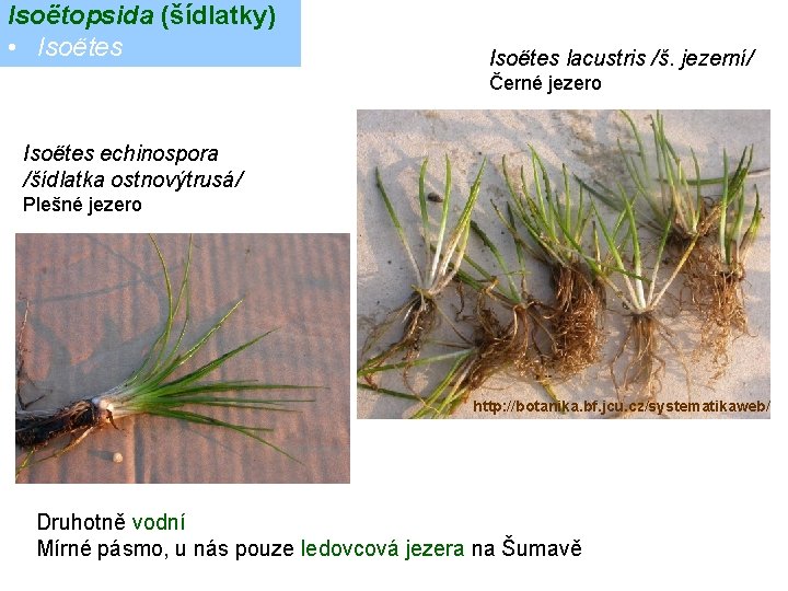 Isoëtopsida (šídlatky) • Isoëtes lacustris /š. jezerní/ Černé jezero Isoëtes echinospora /šídlatka ostnovýtrusá/ Plešné