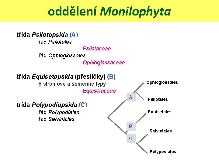 oddělení Monilophyta třída Psilotopsida (A) řád Psilotales Psilotaceae řád Ophioglossales Ophioglossaceae třída Equisetopsida (přesličky)