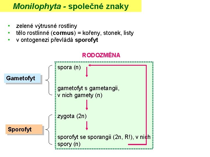 Monilophyta - společné znaky • • • zelené výtrusné rostliny tělo rostlinné (cormus) =