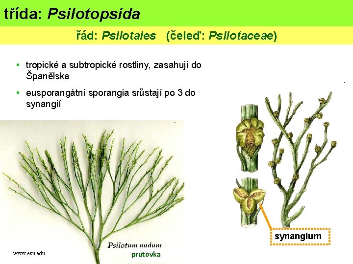 třída: Psilotopsida (psilofyty) řád: Psilotales (čeleď: Psilotaceae) • tropické a subtropické rostliny, zasahují do