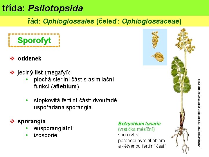 třída: Psilotopsida řád: Ophioglossales (čeleď: Ophioglossaceae) Sporofyt v oddenek • stopkovitá fertilní část: dvouřadě