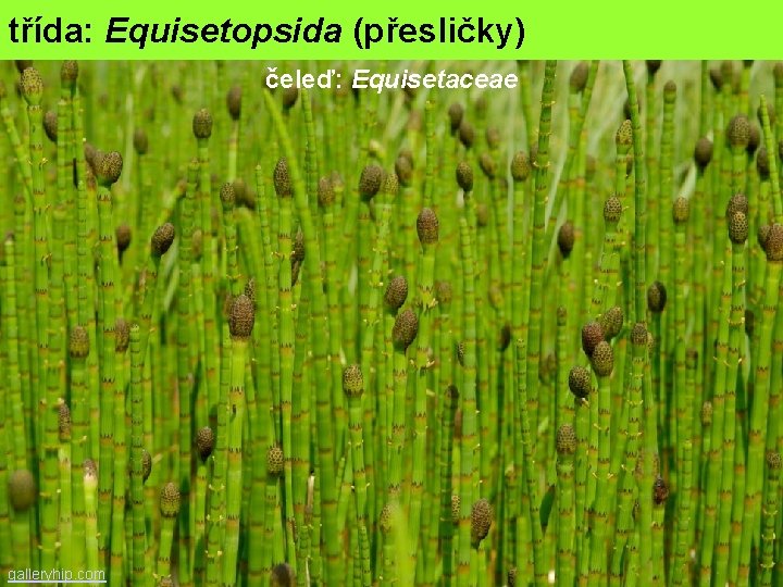 třída: Equisetopsida (přesličky) čeleď: Equisetaceae galleryhip. com 