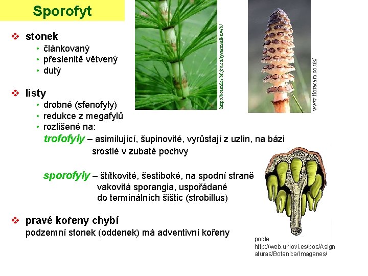  • článkovaný • přeslenitě větvený • dutý v listy • drobné (sfenofyly) •