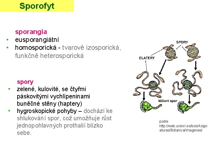 Sporofyt sporangia • eusporangiátní • homosporická - tvarově izosporická, funkčně heterosporická • • spory