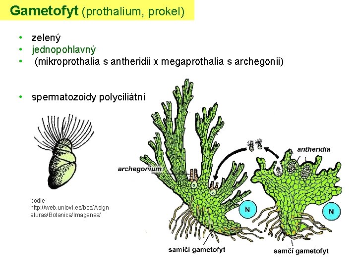Gametofyt (prothalium, prokel) • zelený • jednopohlavný • (mikroprothalia s antheridii x megaprothalia s