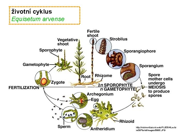 životní cyklus Equisetum arvense http: //nickrentlab. siu. edu/PLB 304/Lectu re 06 Pterid/images/0965. JPG 