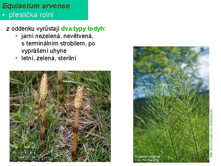 Equisetum arvense • přeslička rolní http: //www. toyen. uio. no/botanisk z oddenku vyrůstají dva