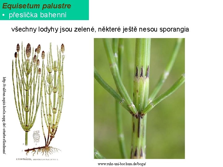 Equisetum palustre • přeslička bahenní všechny lodyhy jsou zelené, některé ještě nesou sporangia http: