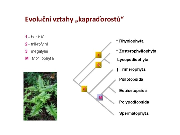 Evoluční vztahy „kapraďorostů“ 1 - bezlisté † Rhyniophyta 2 - mikrofylní 3 - megafylní