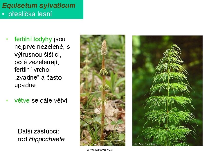 Equisetum sylvaticum • přeslička lesní • fertilní lodyhy jsou nejprve nezelené, s výtrusnou šišticí,