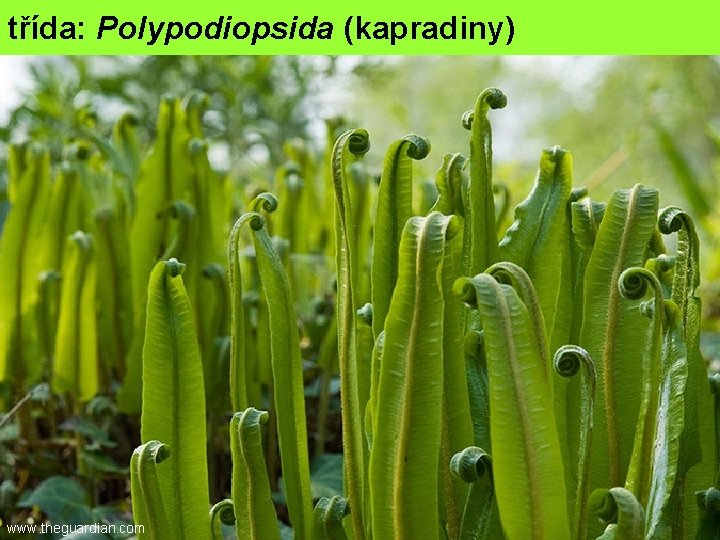 třída: Polypodiopsida (kapradiny) www. theguardian. com 