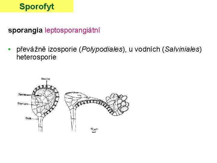 Sporofyt sporangia leptosporangiátní • převážně izosporie (Polypodiales), u vodních (Salviniales) heterosporie 