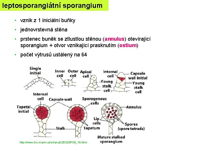 leptosporangiátní sporangium • vznik z 1 iniciální buňky • jednovrstevná stěna • prstenec buněk