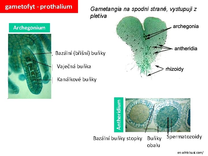 gametofyt - prothalium Gametangia na spodní straně, vystupují z pletiva Archegonium Bazální (břišní) buňky