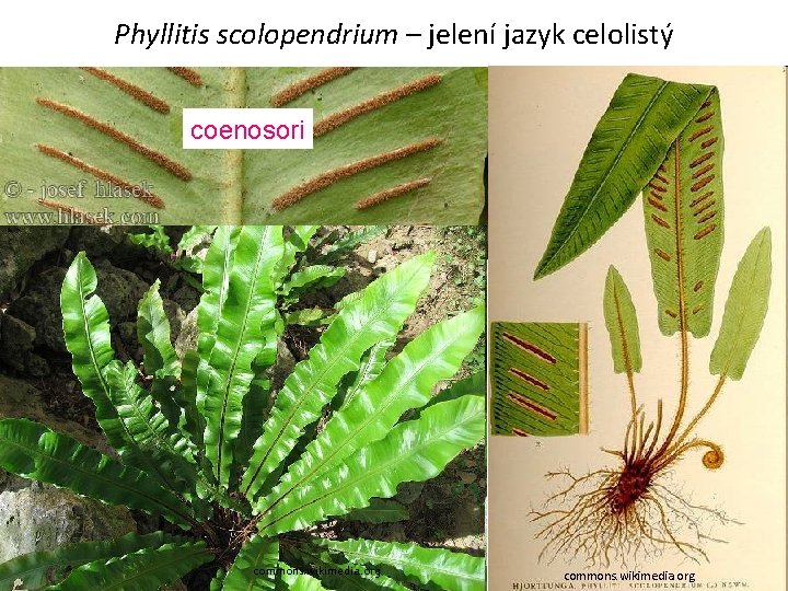 Phyllitis scolopendrium – jelení jazyk celolistý coenosori commons. wikimedia. org 