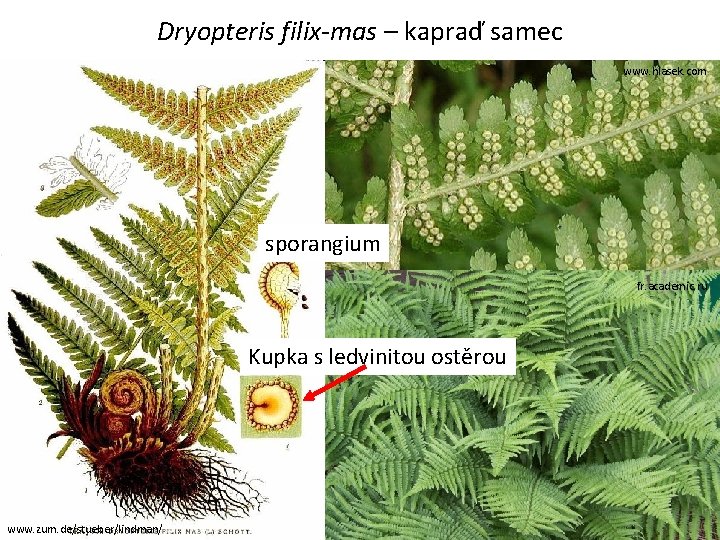 Dryopteris filix-mas – kapraď samec www. hlasek. com sporangium fr. academic. ru Kupka s