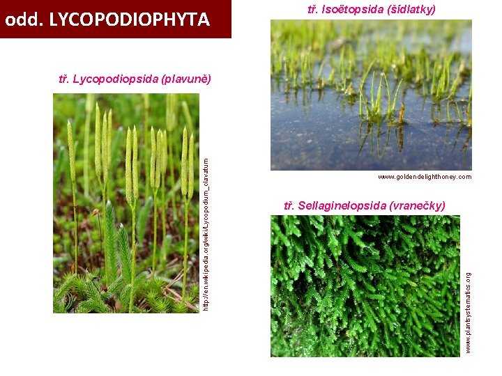 odd. LYCOPODIOPHYTA tř. Isoëtopsida (šídlatky) www. goldendelighthoney. com www. plantsystematics. org tř. Sellaginelopsida (vranečky)