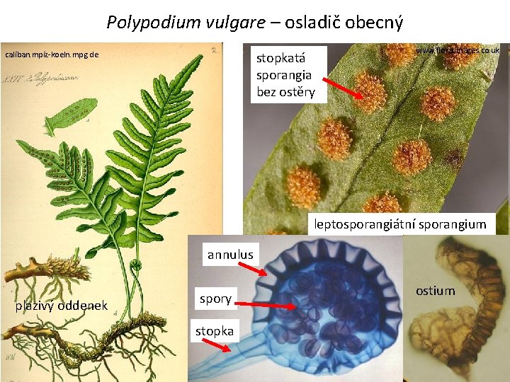 Polypodium vulgare – osladič obecný stopkatá sporangia bez ostěry caliban. mpiz-koeln. mpg. de www.