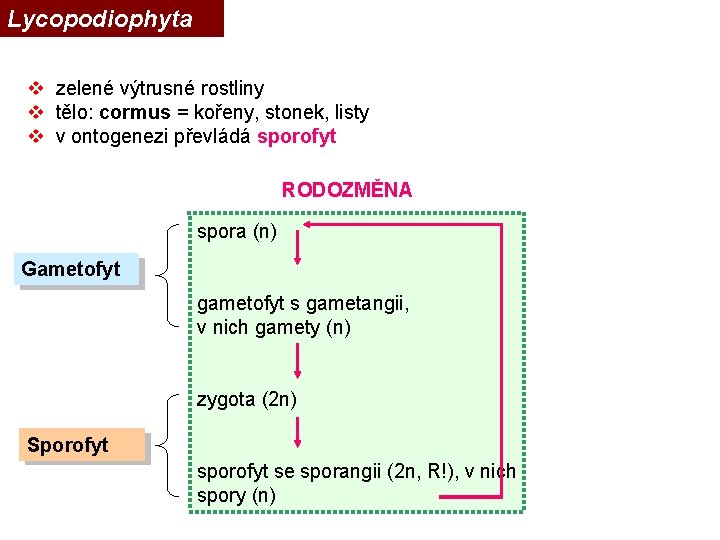 Lycopodiophyta v zelené výtrusné rostliny v tělo: cormus = kořeny, stonek, listy v v