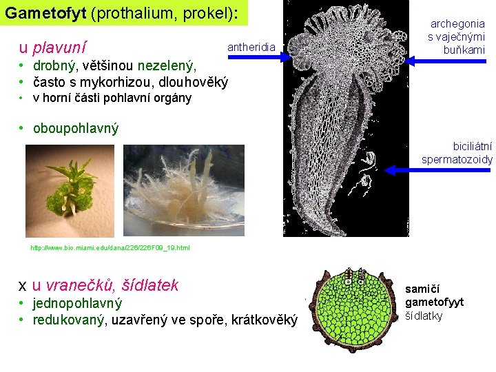 Gametofyt (prothalium, prokel): u plavuní antheridia archegonia s vaječnými buňkami • drobný, většinou nezelený,