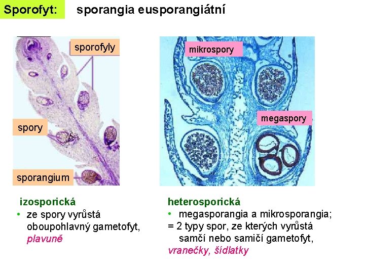 Sporofyt: sporangia eusporangiátní sporofyly spory mikrospory megaspory sporangium izosporická • ze spory vyrůstá oboupohlavný