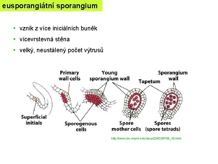 eusporangiátní sporangium • vznik z více iniciálních buněk • vícevrstevná stěna • velký, neustálený