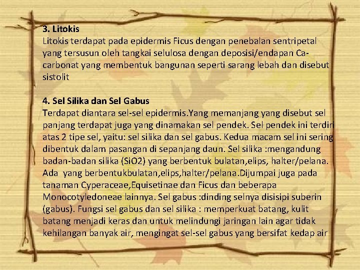 3. Litokis terdapat pada epidermis Ficus dengan penebalan sentripetal yang tersusun oleh tangkai selulosa 3. Litokis terdapat pada epidermis Ficus dengan penebalan sentripetal yang tersusun oleh tangkai selulosa