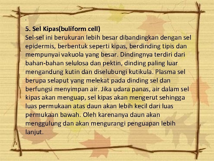 . 5. Sel Kipas(buliform cell) Sel-sel ini berukuran lebih besar dibandingkan dengan sel epidermis, . 5. Sel Kipas(buliform cell) Sel-sel ini berukuran lebih besar dibandingkan dengan sel epidermis,
