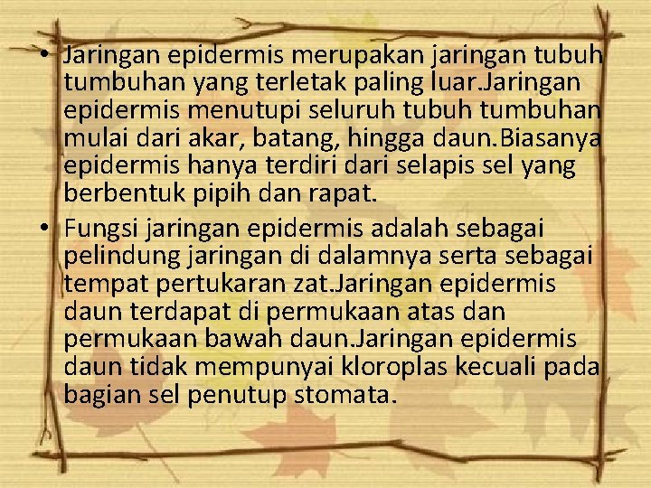 • Jaringan epidermis merupakan jaringan tubuh tumbuhan yang terletak paling luar. Jaringan epidermis • Jaringan epidermis merupakan jaringan tubuh tumbuhan yang terletak paling luar. Jaringan epidermis
