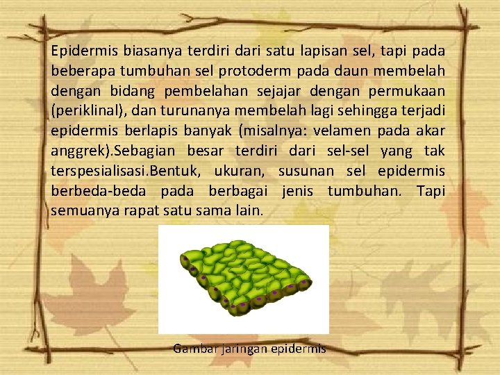 Epidermis biasanya terdiri dari satu lapisan sel, tapi pada beberapa tumbuhan sel protoderm pada Epidermis biasanya terdiri dari satu lapisan sel, tapi pada beberapa tumbuhan sel protoderm pada