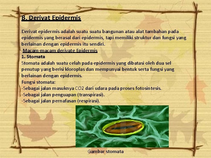 B. Derivat Epidermis Derivat epidermis adalah suatu bangunan atau alat tambahan pada epidermis yang B. Derivat Epidermis Derivat epidermis adalah suatu bangunan atau alat tambahan pada epidermis yang