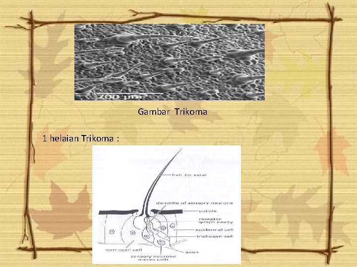 Gambar Trikoma 1 helaian Trikoma : Gambar Trikoma 1 helaian Trikoma :