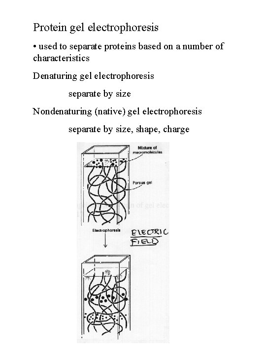 Protein gel electrophoresis • used to separate proteins based on a number of characteristics