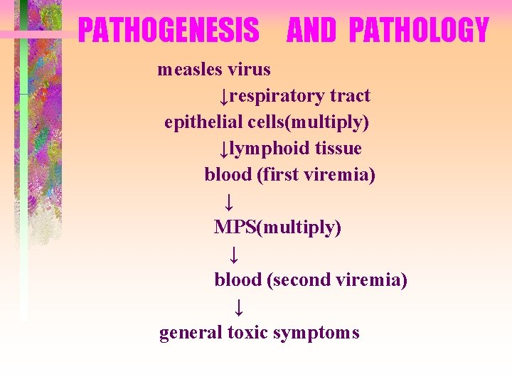 PATHOGENESIS AND PATHOLOGY measles virus ↓respiratory tract epithelial cells(multiply) ↓lymphoid tissue blood (first viremia) PATHOGENESIS AND PATHOLOGY measles virus ↓respiratory tract epithelial cells(multiply) ↓lymphoid tissue blood (first viremia)