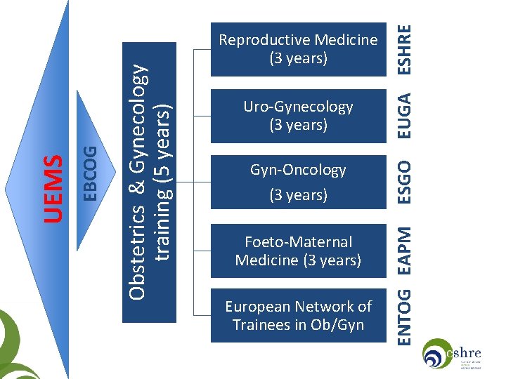 EUGA ESHRE Gyn-Oncology (3 years) ESGO Uro-Gynecology (3 years) Foeto-Maternal Medicine (3 years) ENTOG