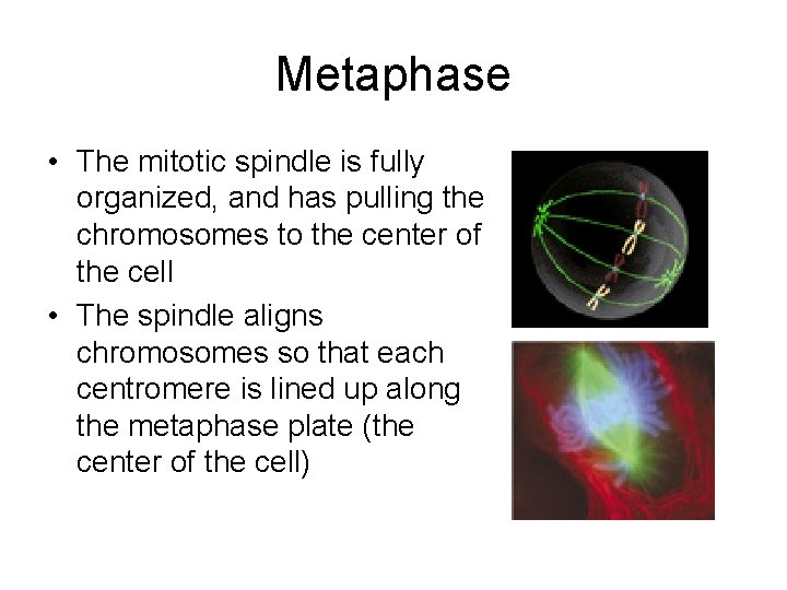 Metaphase • The mitotic spindle is fully organized, and has pulling the chromosomes to