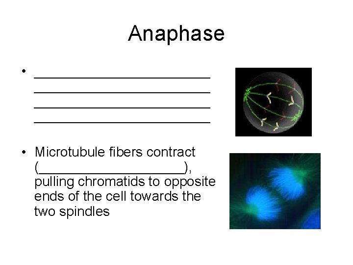 Anaphase • _______________________ • Microtubule fibers contract (__________), pulling chromatids to opposite ends of