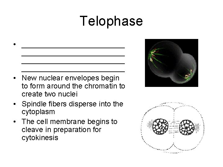Telophase • _________________________ • New nuclear envelopes begin to form around the chromatin to