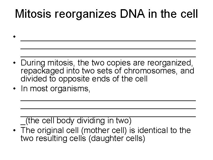 Mitosis reorganizes DNA in the cell • ______________________________________ • During mitosis, the two copies