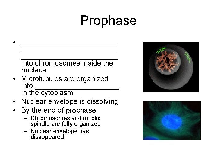 Prophase • ________________________ into chromosomes inside the nucleus • Microtubules are organized into ___________