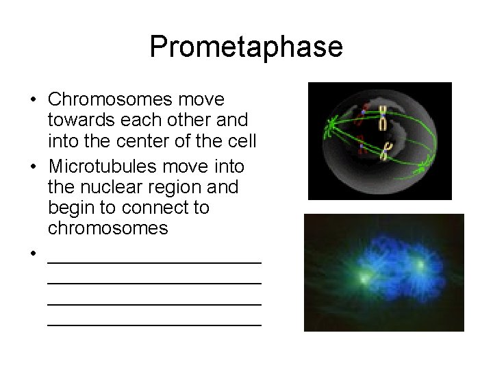 Prometaphase • Chromosomes move towards each other and into the center of the cell