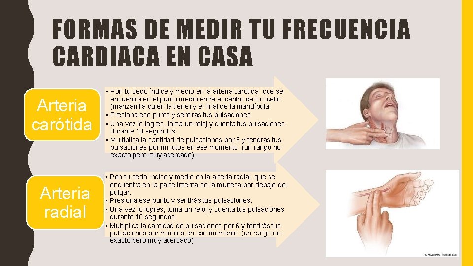 FORMAS DE MEDIR TU FRECUENCIA CARDIACA EN CASA Arteria carótida Arteria radial • Pon FORMAS DE MEDIR TU FRECUENCIA CARDIACA EN CASA Arteria carótida Arteria radial • Pon