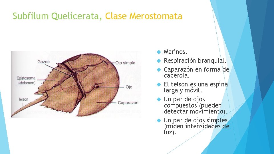 Subfilum Quelicerata, Clase Merostomata Marinos. Respiración branquial. Caparazón en forma de cacerola. El telson